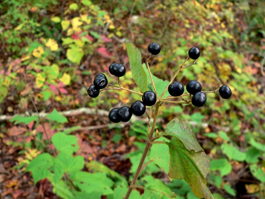 {Viburnum acerifolium}